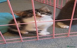 American Shorthair cats for sale: 4 gorgeous little kittens - Image 5