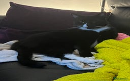 Mixed Breed cats for sale: Maine Coon mix boy - Image 13