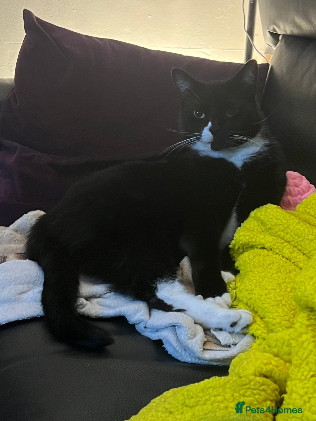 Mixed Breed cats for sale: Maine Coon mix boy - Image 13