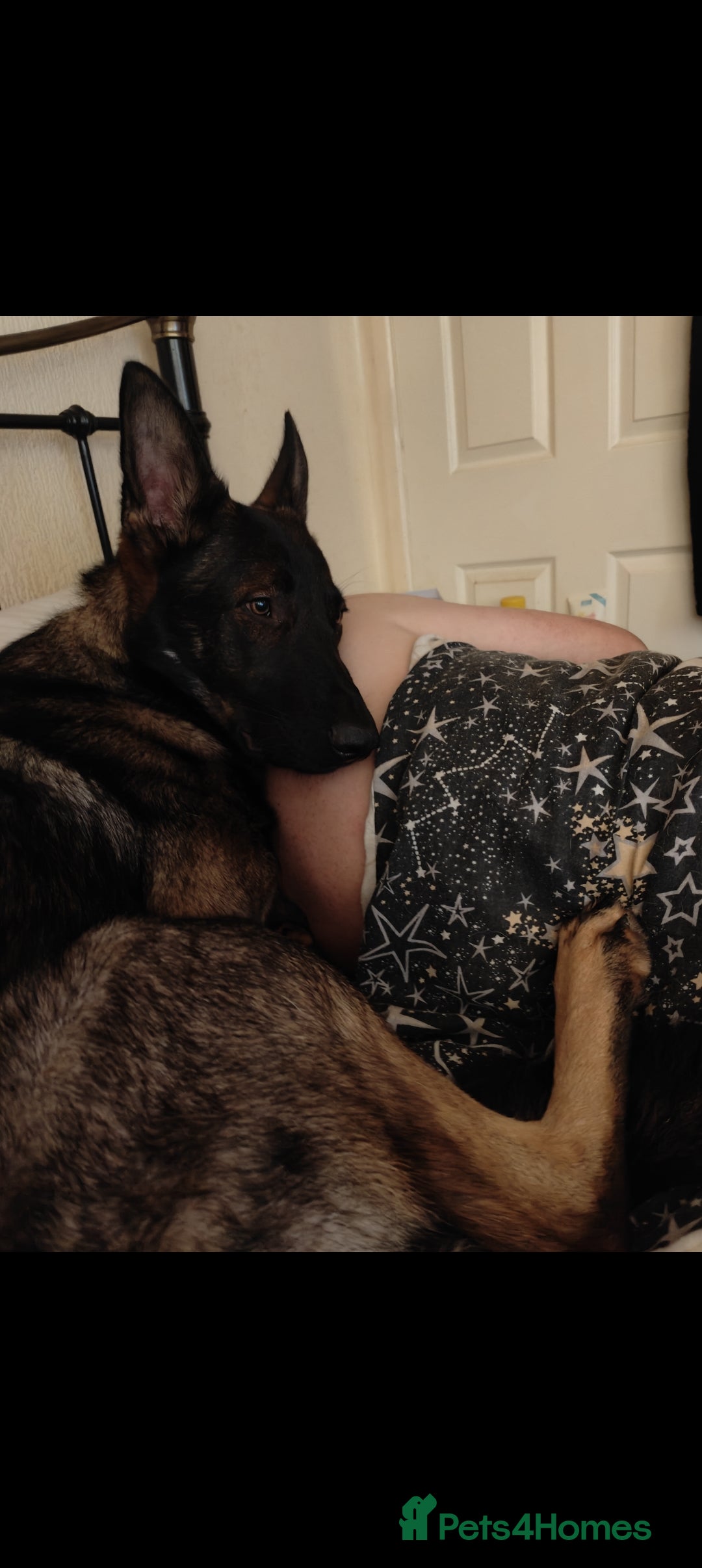 Belgian Shepherd Dog dogs for sale: Lovely energetic 21 month old - Image 2