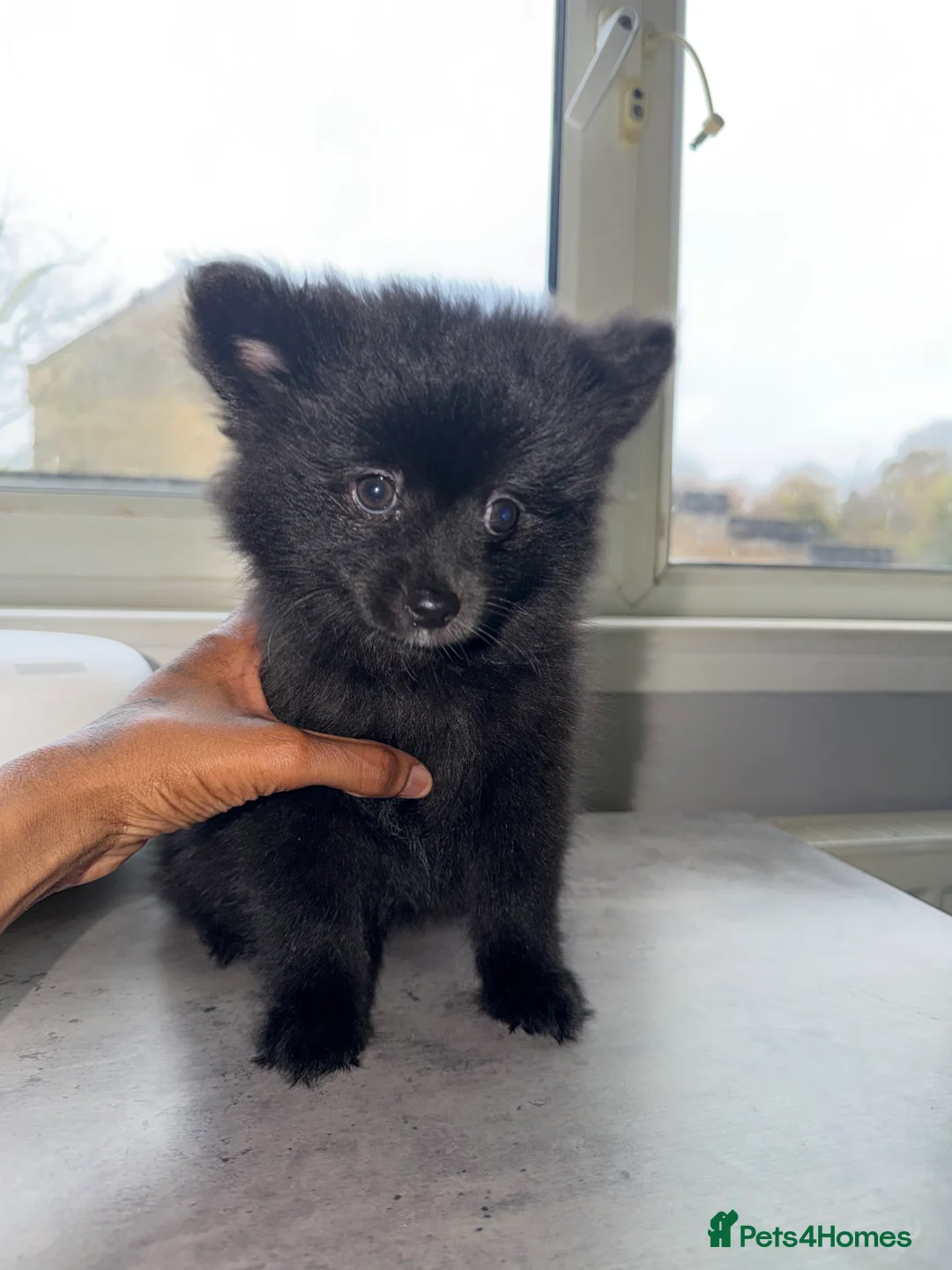 Pomeranian dogs for sale: 2 Black Male Pomeranian Puppy’s  - Advert 4
