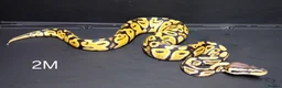 Python Snake reptiles for sale: Royal Python Hatchlings Males various morphs  - Advert 7