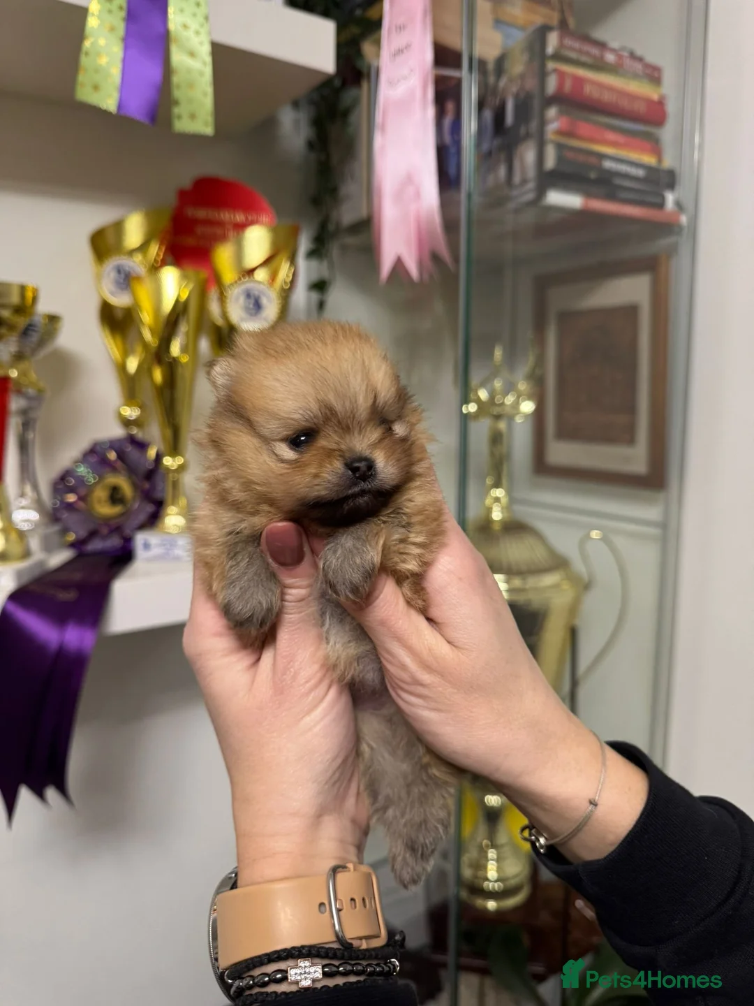 Pomeranian dogs for sale: ♥️ Adorable Pomeranian Puppies ♥️ - Advert 9