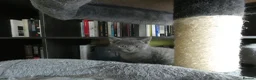 Russian Blue cats for sale: Pure Russian Blue kittens *1 boy, 1 girl left* - Advert 5