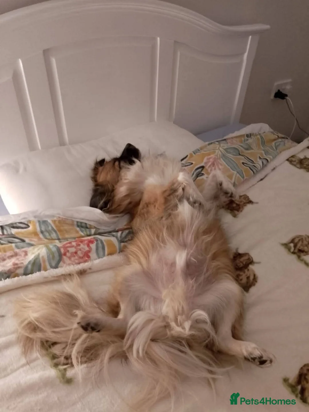 Mixed Breed dogs for adoption: Meet Woody, currently residing in Glasglow in Glasgow - Advert 2