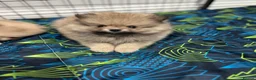 Pomeranian dogs for sale: 3 beautiful puppies Pomeranian  - Advert 6