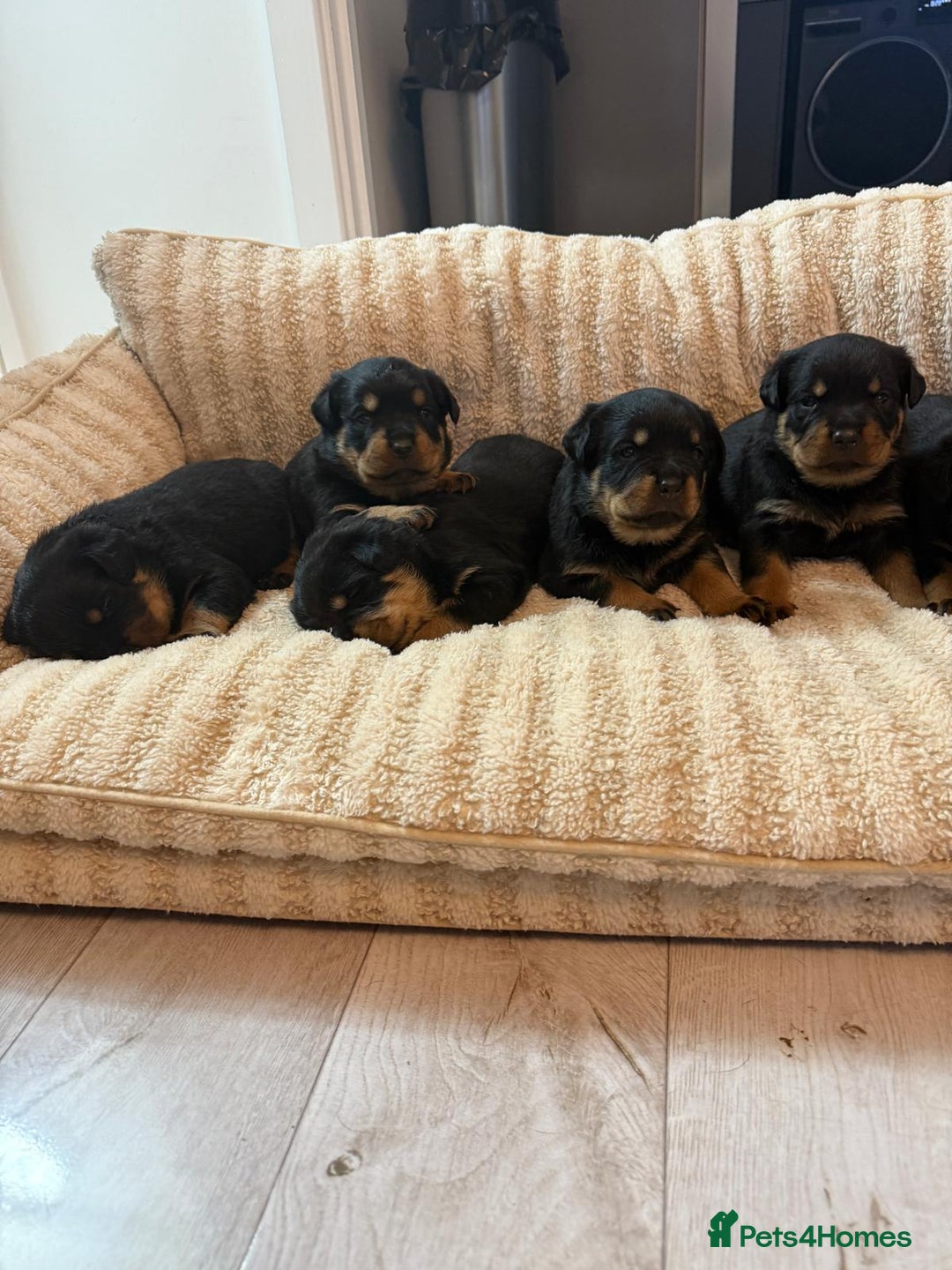 Rottweiler dogs for sale: ROTTWEILER PUPPIES- READY  29/12/25 - Advert 2