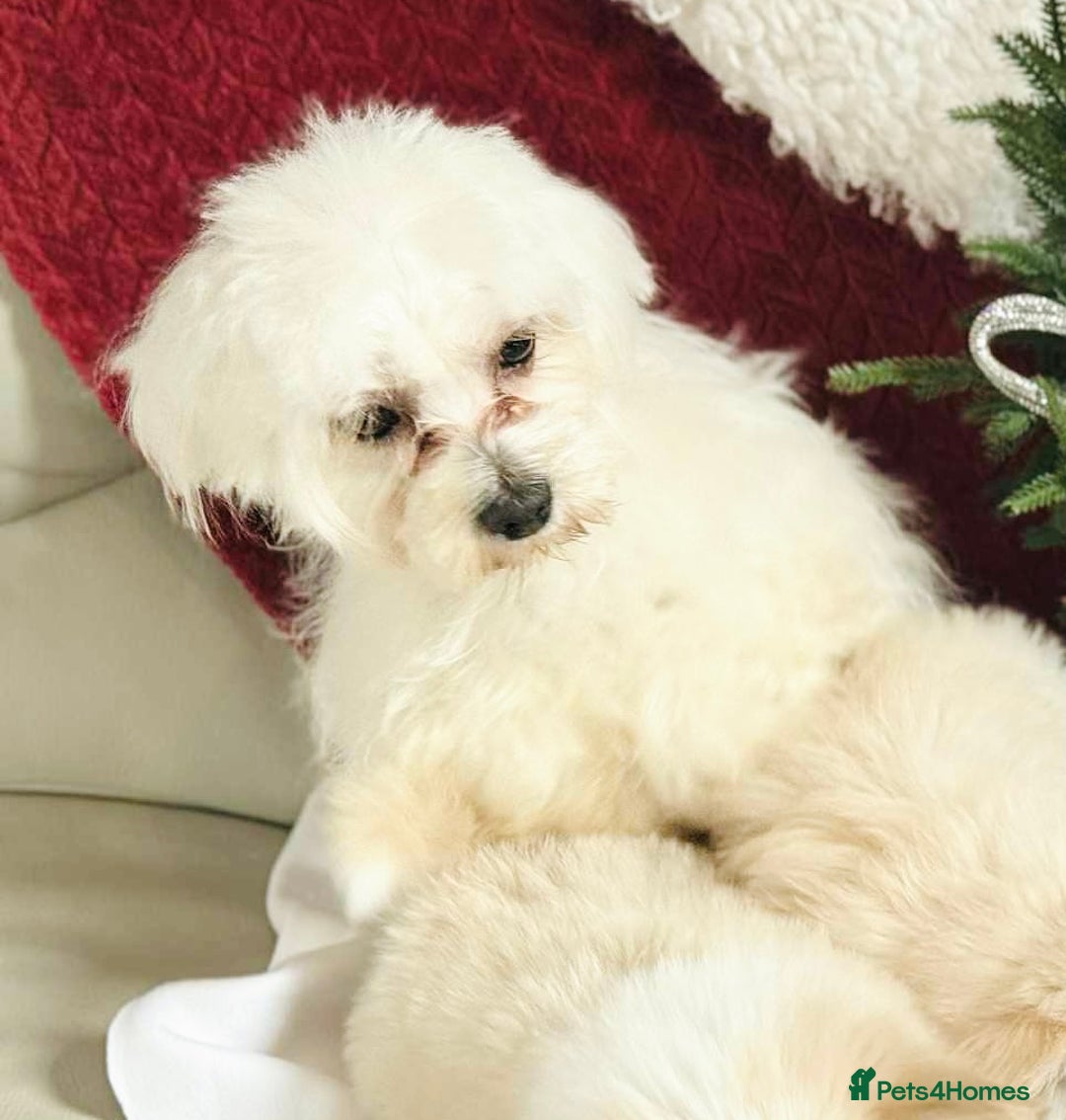 Maltese dogs for sale: Maltese puppies  - Advert 2