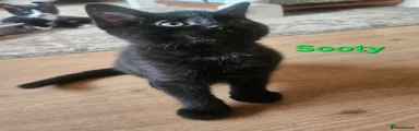 Sooty