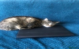 Domestic Shorthair cats for sale: Sweet boy free to a good home - Image 8