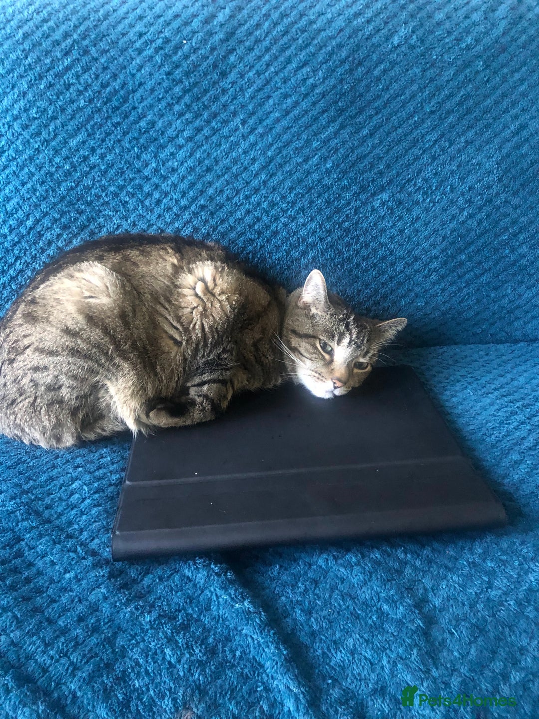 Domestic Shorthair cats for sale: Sweet boy free to a good home - Image 8
