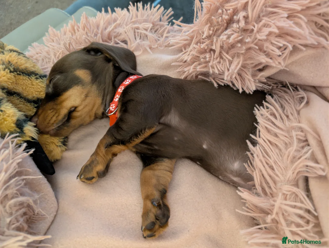 Miniature Dachshund dogs for sale: Miniature Dachshund Ready Now - Advert 32