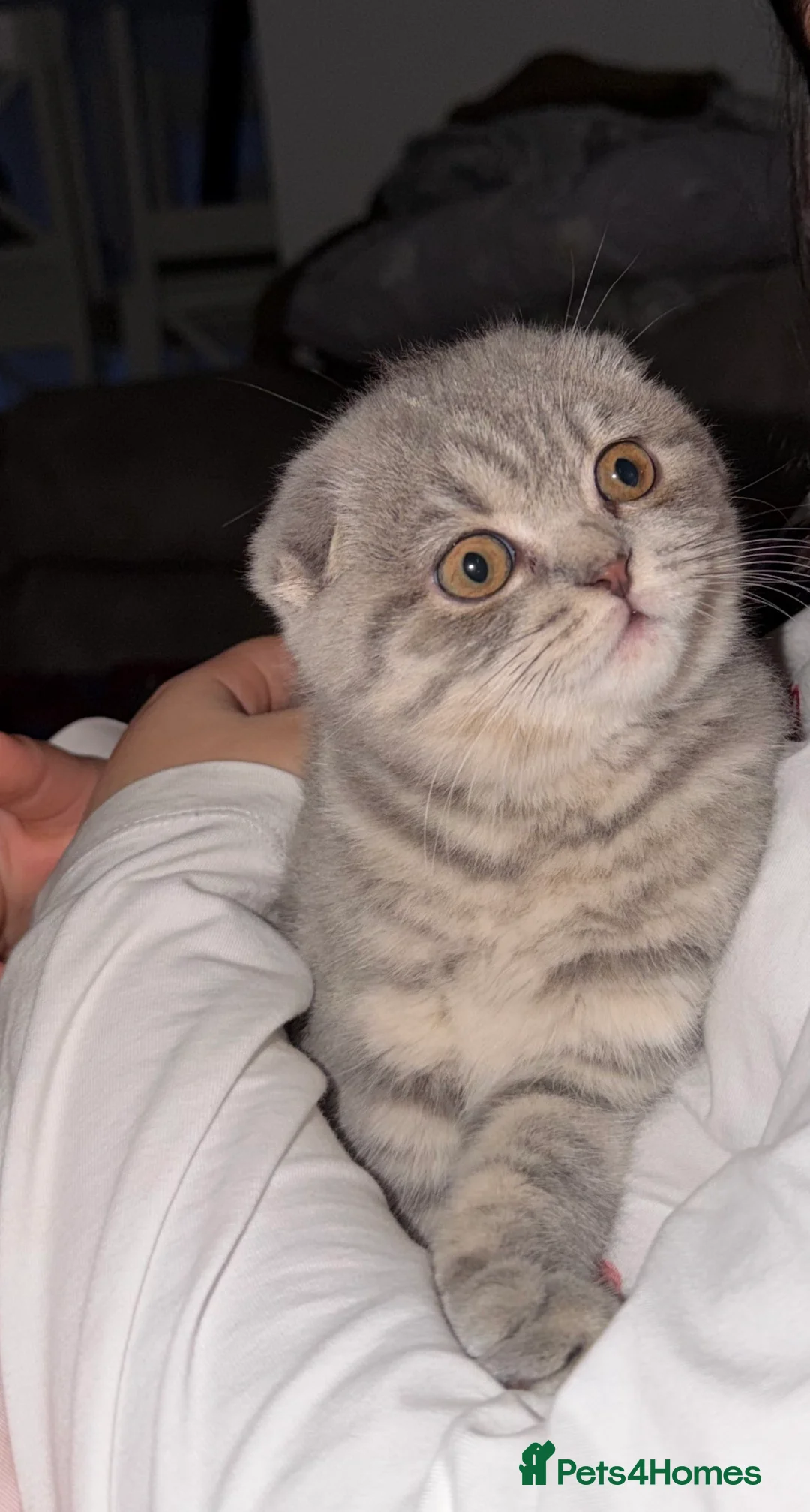 Scottish Fold cats for sale: Scottish fold 4months old  - Advert 2