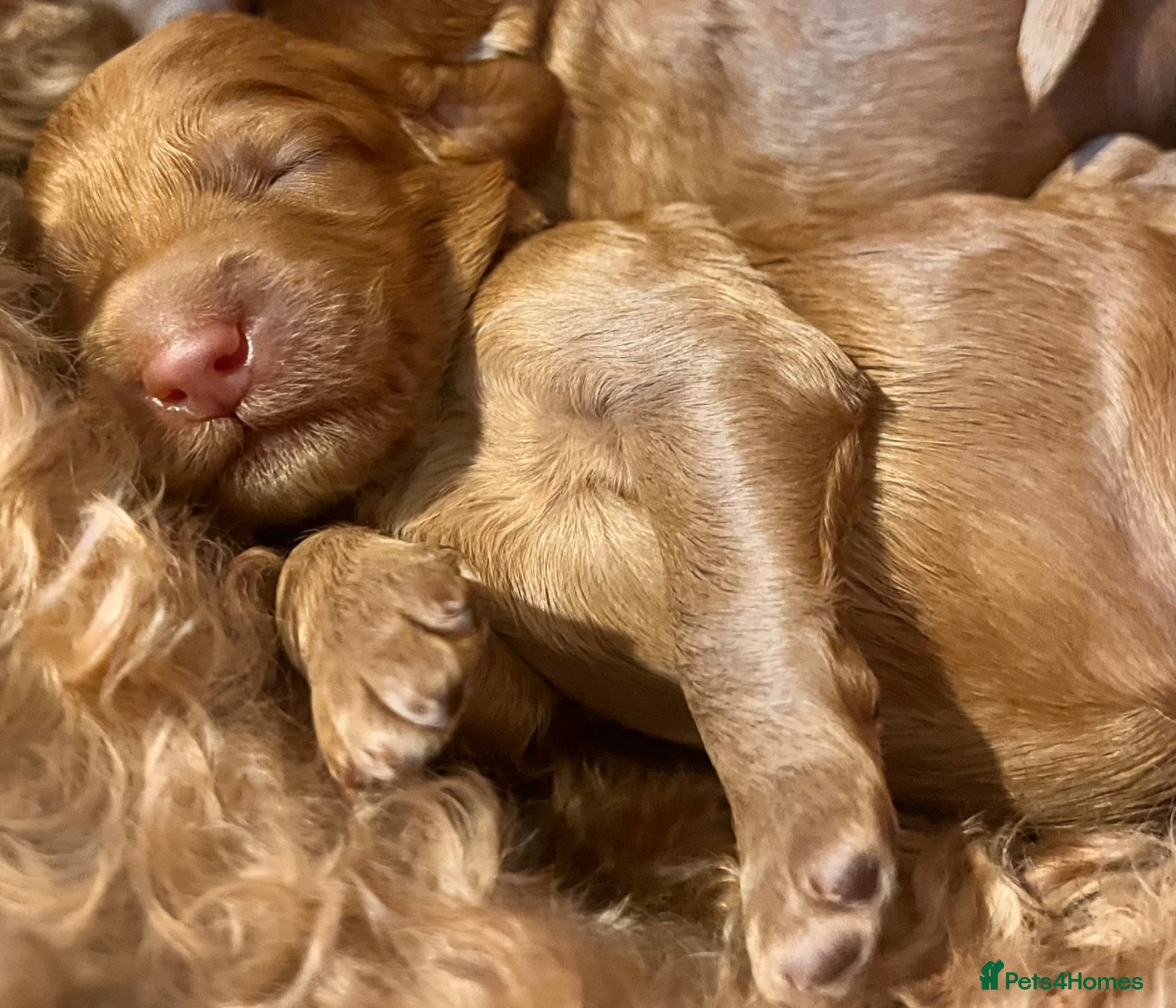Australian Labradoodle dogs Tiny Tails,Big♥️Australian labradoodle - Advert 2