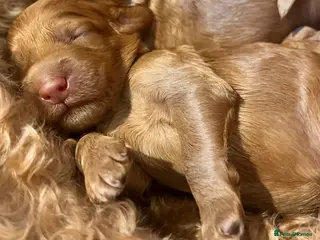 Australian Labradoodle dogs Tiny Tails,Big♥️Australian labradoodle - Advert 2