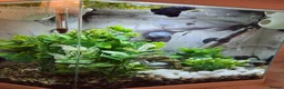 Bettas fish for sale: Male Super Delta Betta & Accessories  in Staines - Advert 5