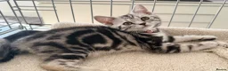 British Shorthair cats for sale: Outstanding GCCF Champion BSH Silver Tabby Kittens - Advert 13
