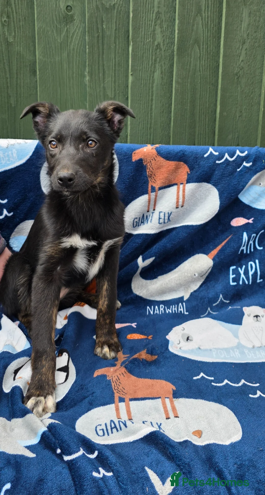 Mixed Breed dogs for sale: Beautiful little mix puppies 1 boy and 3 girls 🥰 in Ruthin - Advert 8