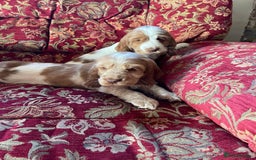 Cocker Spaniel dogs for sale: Beautiful Cocker Spaniel Puppies For Sale  - Image 10