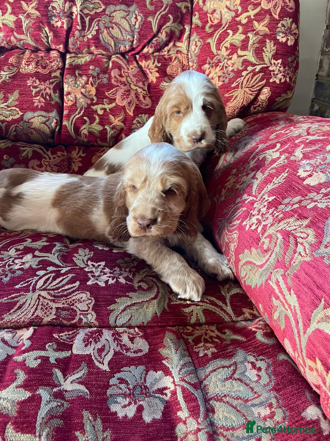 Cocker Spaniel dogs for sale: Beautiful Cocker Spaniel Puppies For Sale  - Image 10