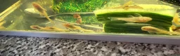 Plecos fish for sale: Albino bristlenose plecos  - Advert 4