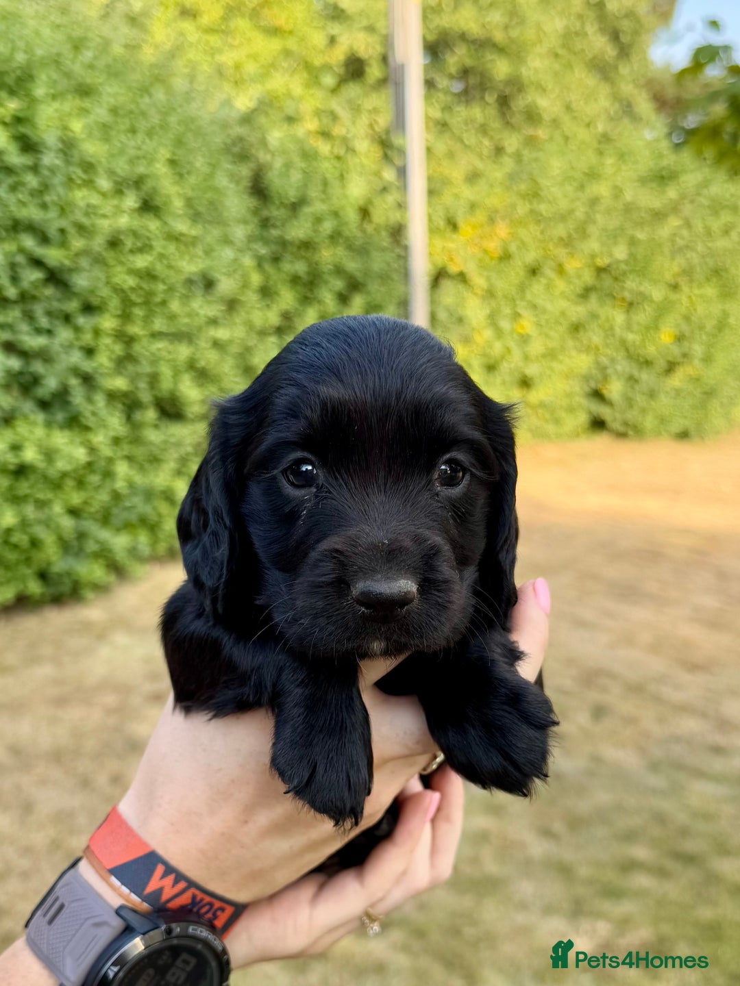 Sprocker dogs for sale: Working Sprocker Spaniel Puppies - Image 9