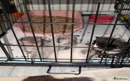 Persian cats for sale: Persian cross - Image 10