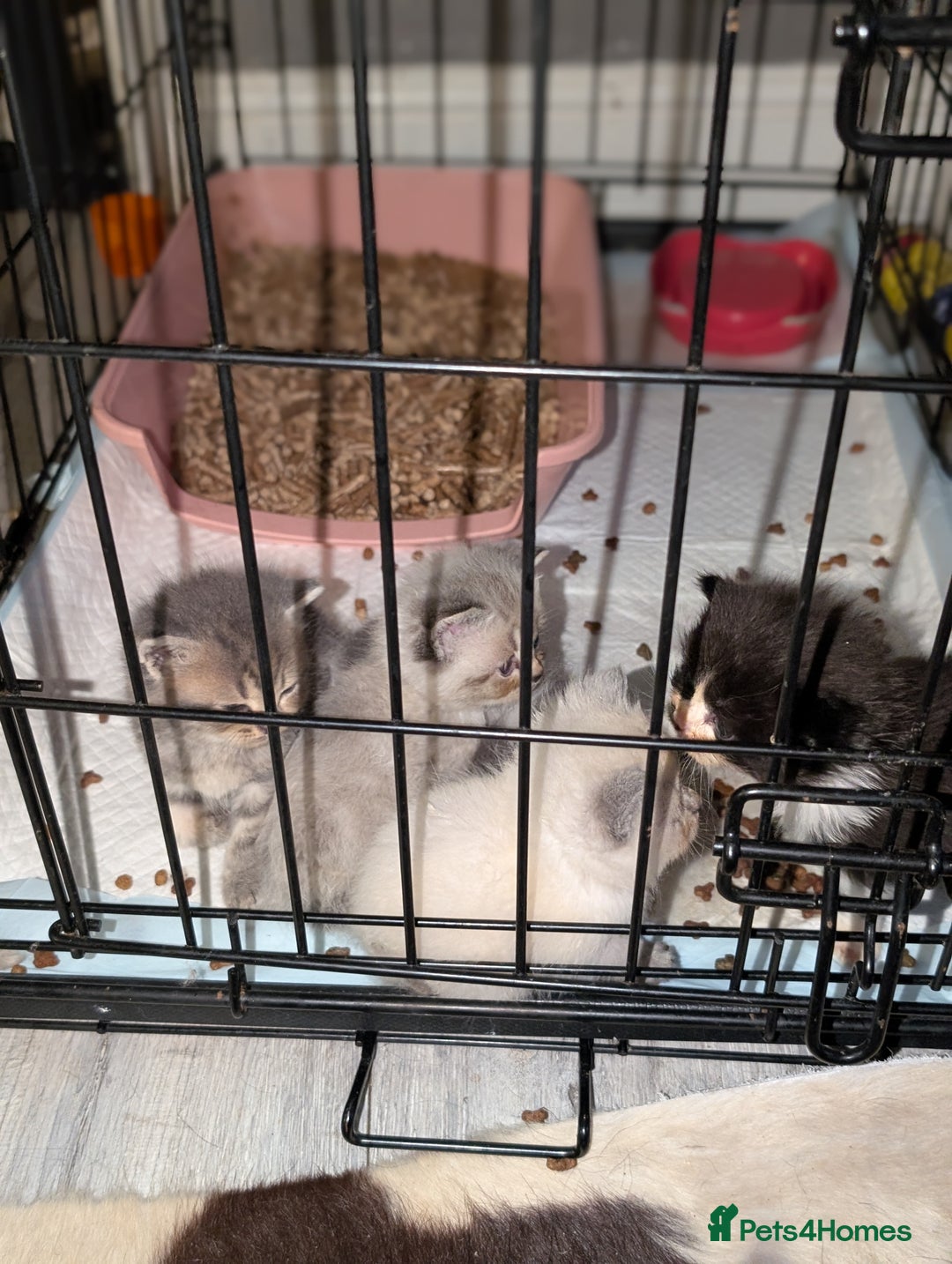 Persian cats for sale: Persian cross - Image 10