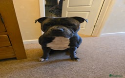 Staffordshire Bull Terrier dogs for sale: Beautiful Staffordshire bull terrier - Image 3