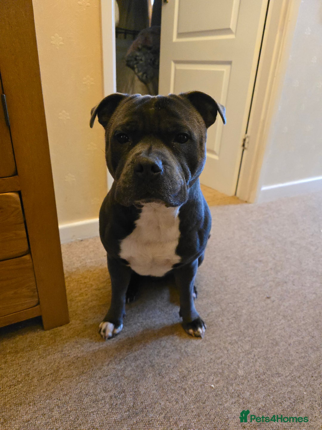 Staffordshire Bull Terrier dogs for sale: Beautiful Staffordshire bull terrier - Image 3