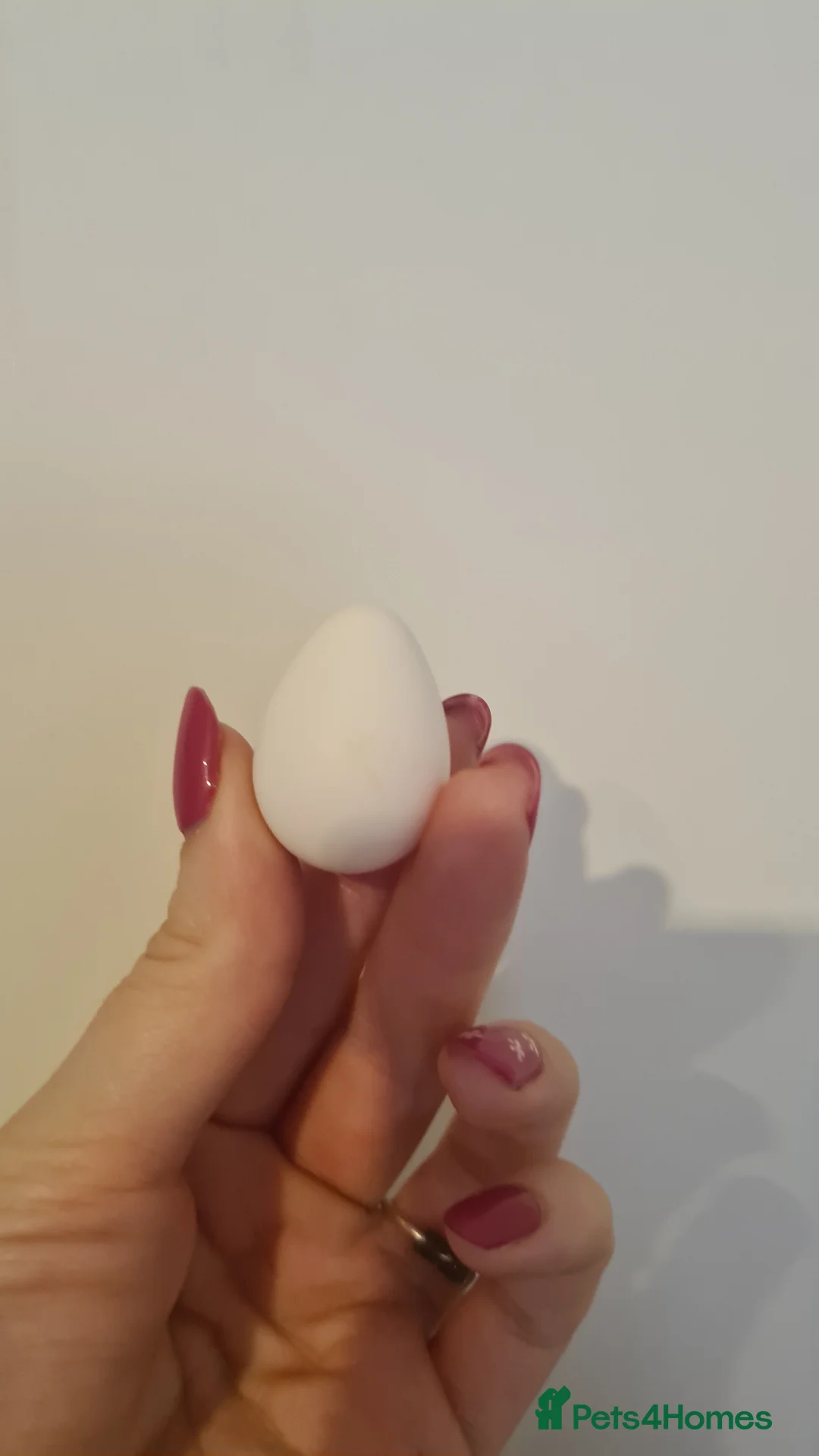 Quail poultry for sale: Bobwhite quail hatching eggs in Calne - Advert 2