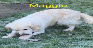 Golden Retriever dogs - Advert 11