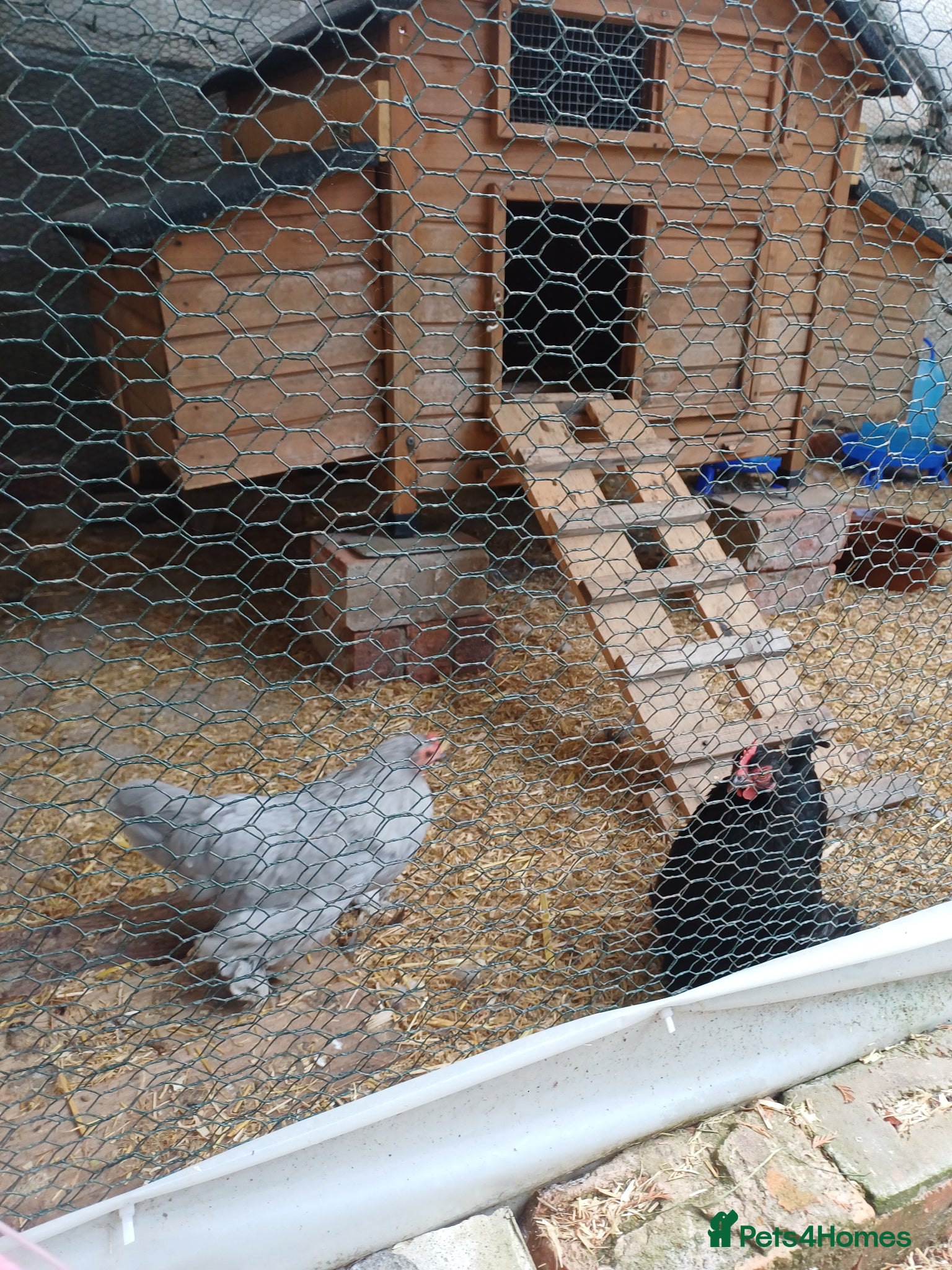 Chickens poultry 2 pekin bantam hens - Advert 1