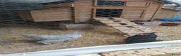 Chickens poultry for sale: 2 pekin bantam hens - Advert 1
