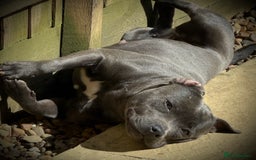 Staffordshire Bull Terrier dogs for sale: 🐾 Beautiful KC Fully Vaccinated Girl Available 🐾 in Peterborough - Image 28