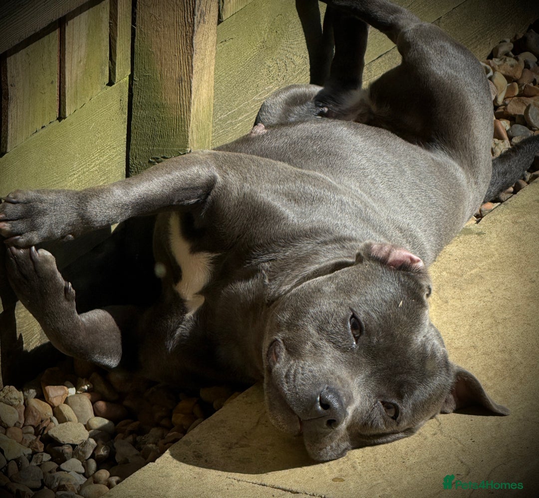Staffordshire Bull Terrier dogs for sale: 🐾 Beautiful KC Fully Vaccinated Girl Available 🐾 in Peterborough - Image 28