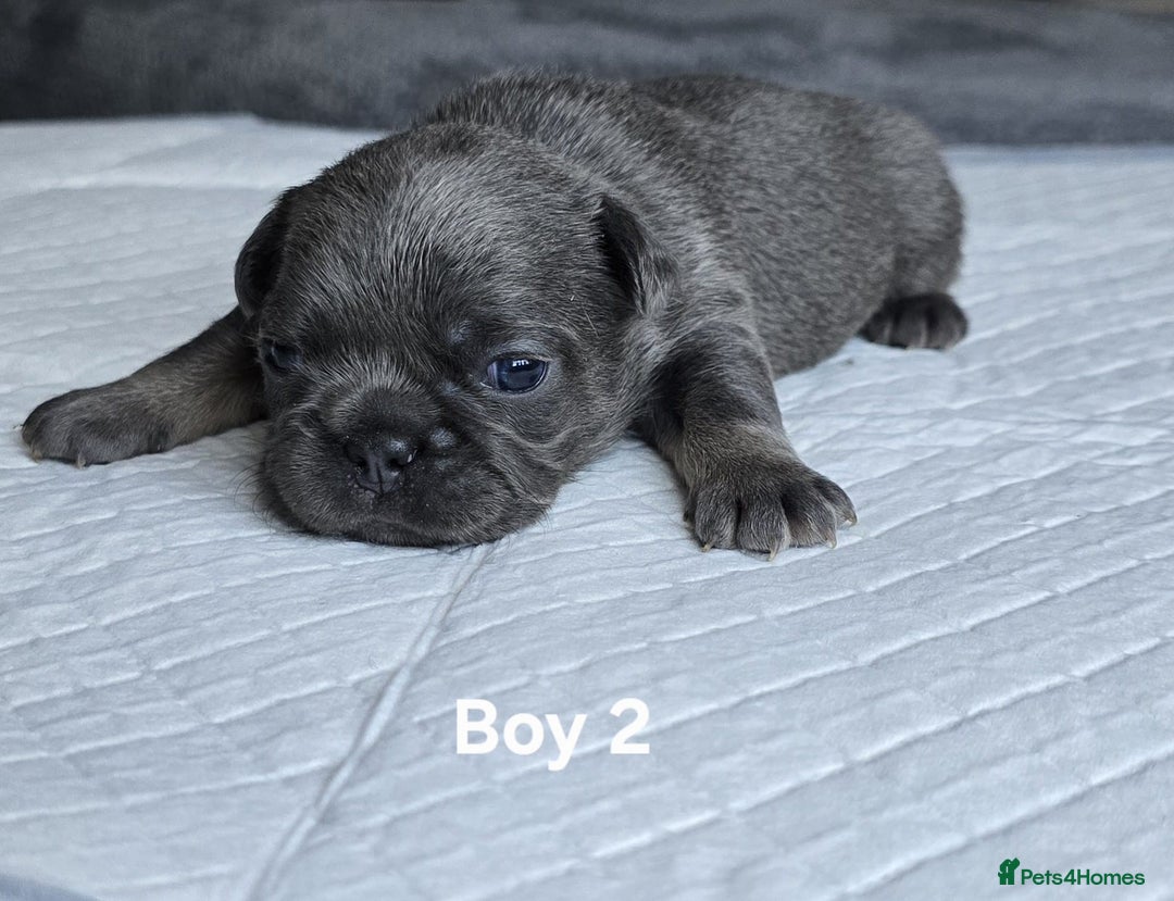 French Bulldog dogs for sale: French bulldog puppies  - Advert 3