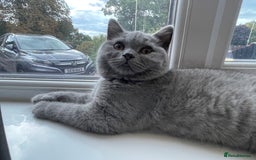 British Shorthair cats for sale: GCCF ACTIVE BRITISH SHORTHAIR MALE KITTENS - Image 5