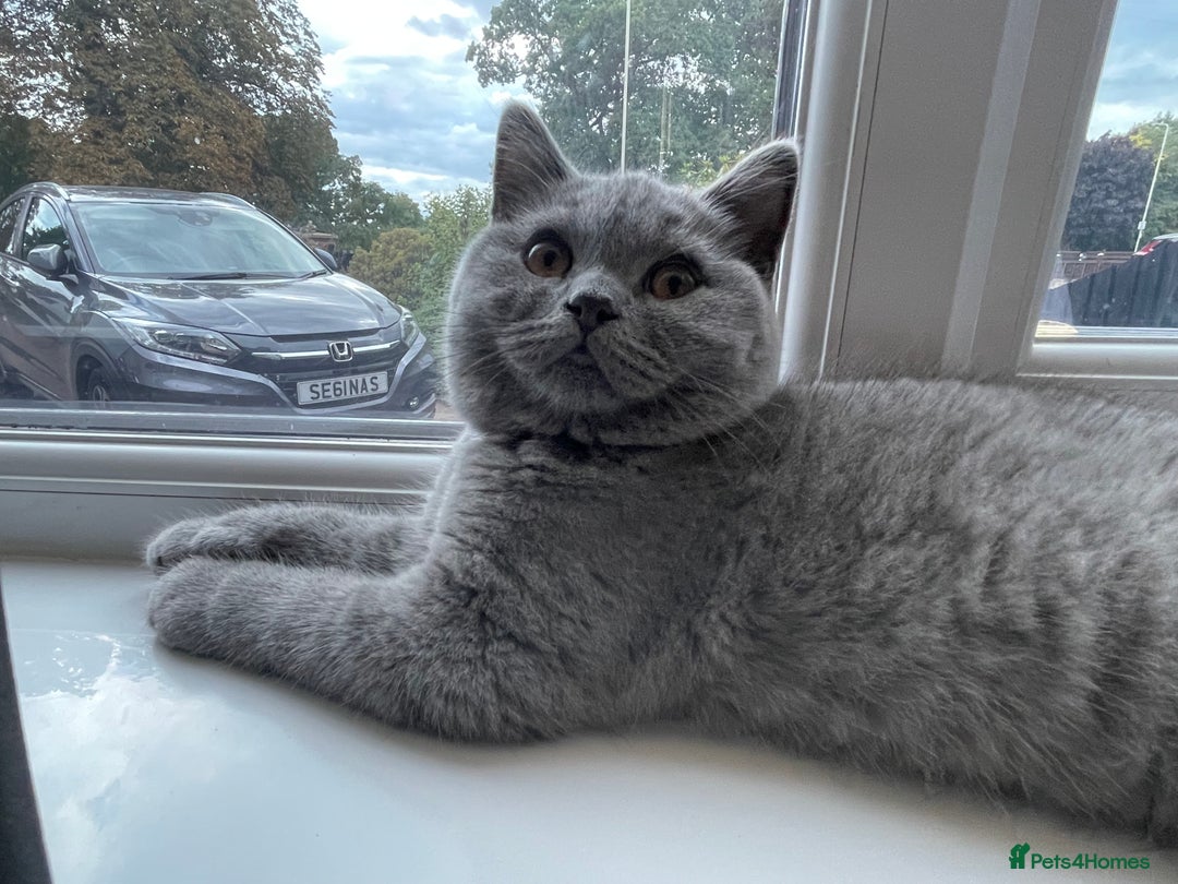 British Shorthair cats for sale: GCCF ACTIVE BRITISH SHORTHAIR MALE KITTENS - Image 5