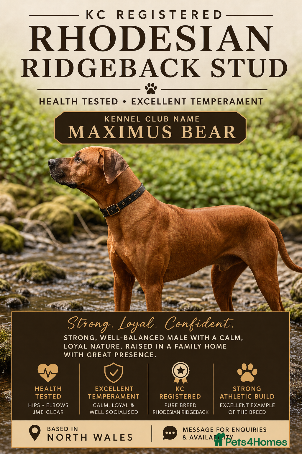 Rhodesian Ridgeback dogs KC Registered Rhodesian Ridgeback  - Advert 2