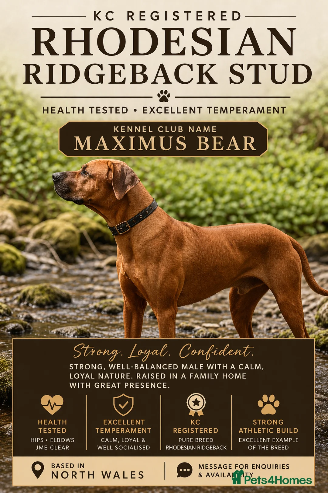 Rhodesian Ridgeback dogs for stud: KC Registered Rhodesian Ridgeback  in Buckley - Advert 1