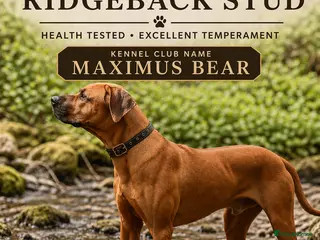 Rhodesian Ridgeback dogs KC Registered Rhodesian Ridgeback - Advert 2