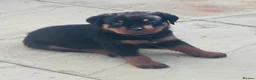 Rottweiler dogs for sale: ELITE KC REGISTERED GERMAN ROTTWEILER PUPPIES  - Advert 39