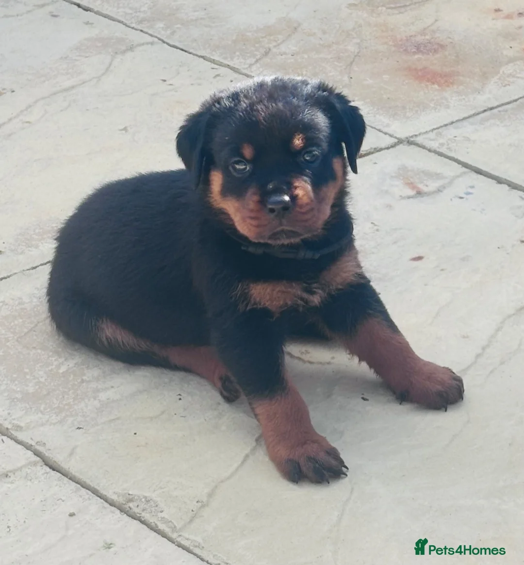 Rottweiler dogs for sale: ELITE KC REGISTERED GERMAN ROTTWEILER PUPPIES  - Advert 39