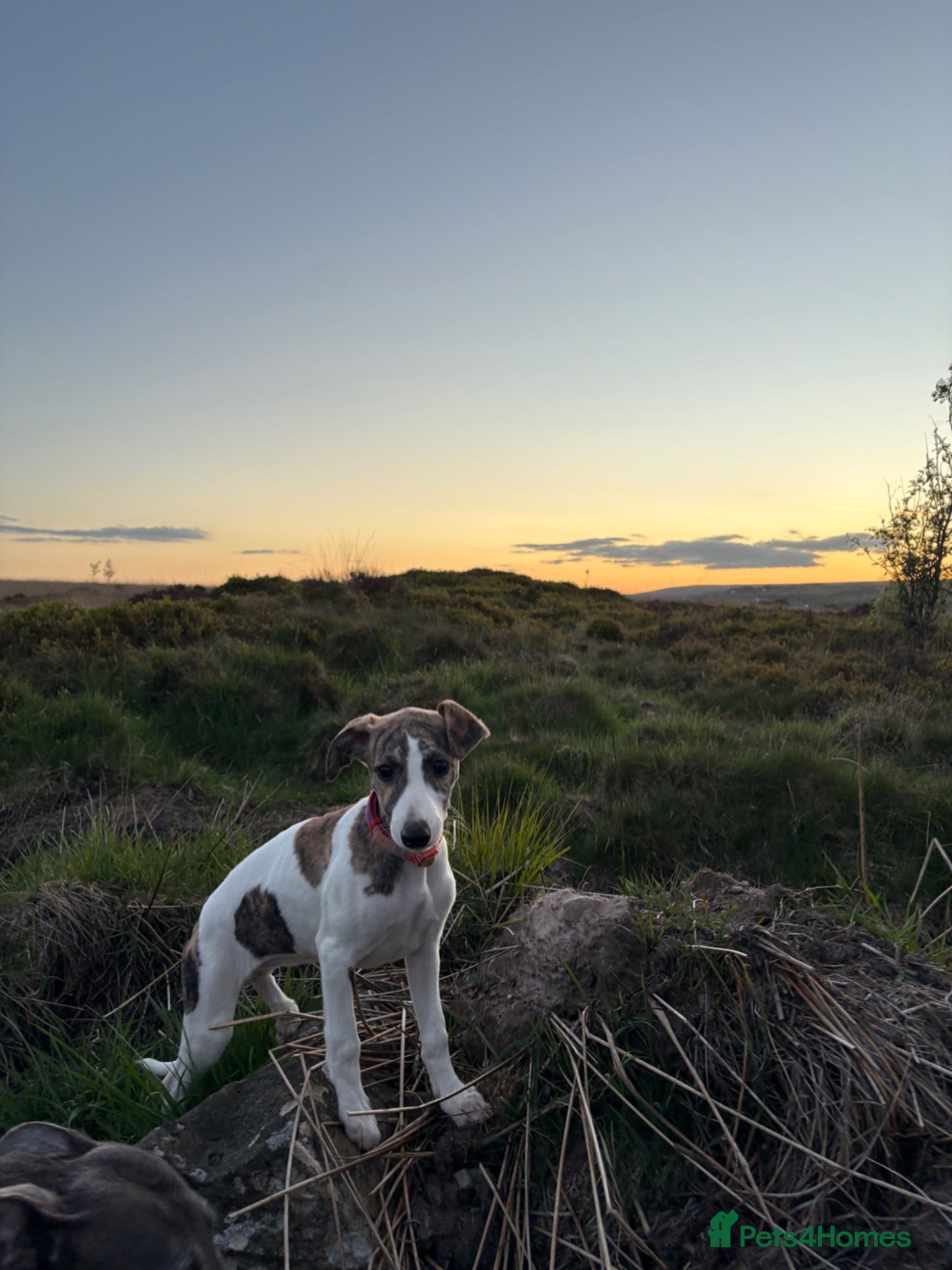 Whippet dogs EUROPEAN KC BRINDLE WHIPPET - Advert 4
