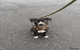 Mixed Breed dogs for sale: Bruno needs a new home!  - Image 9