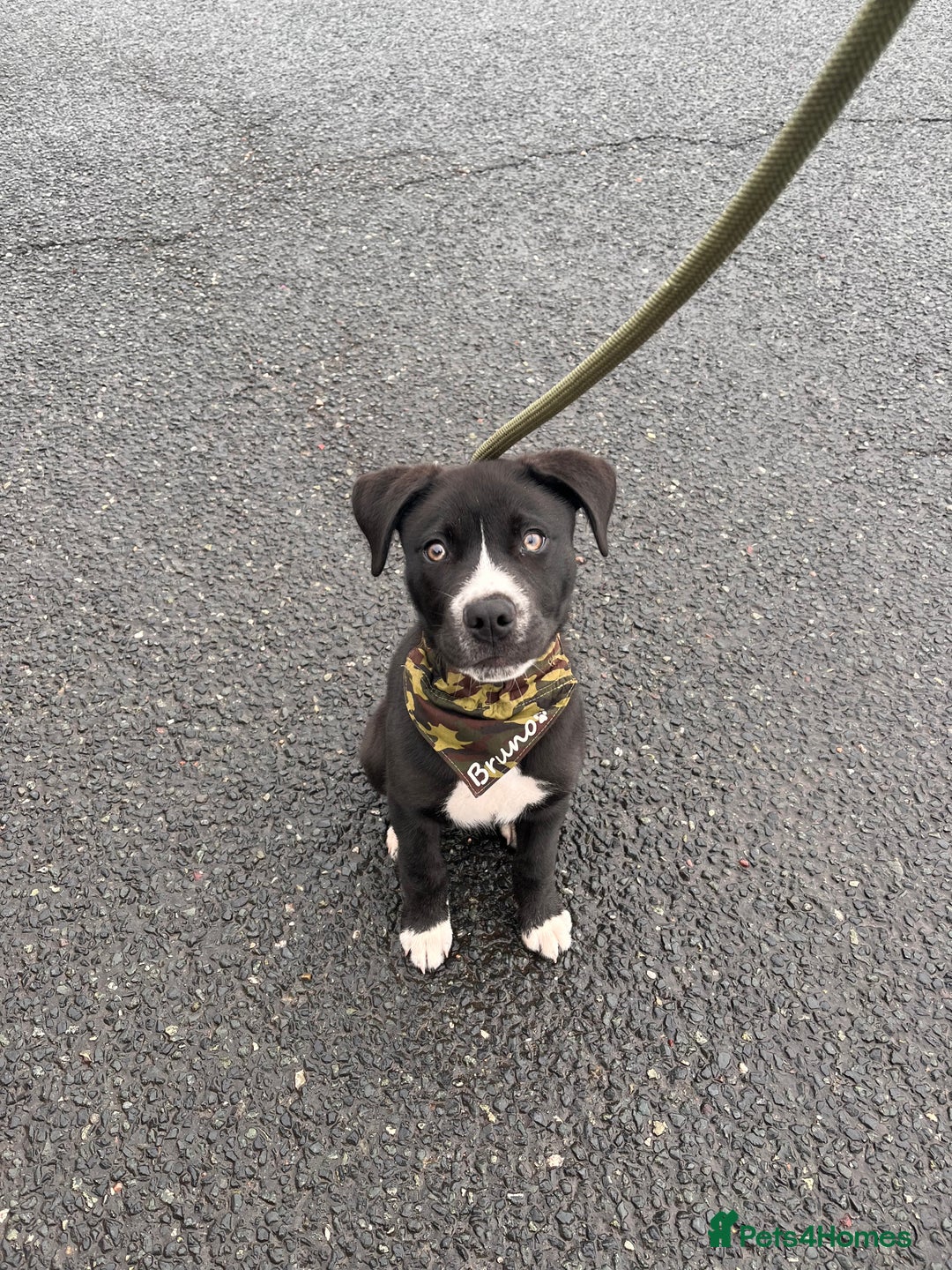 Mixed Breed dogs for sale: Bruno needs a new home!  - Image 9