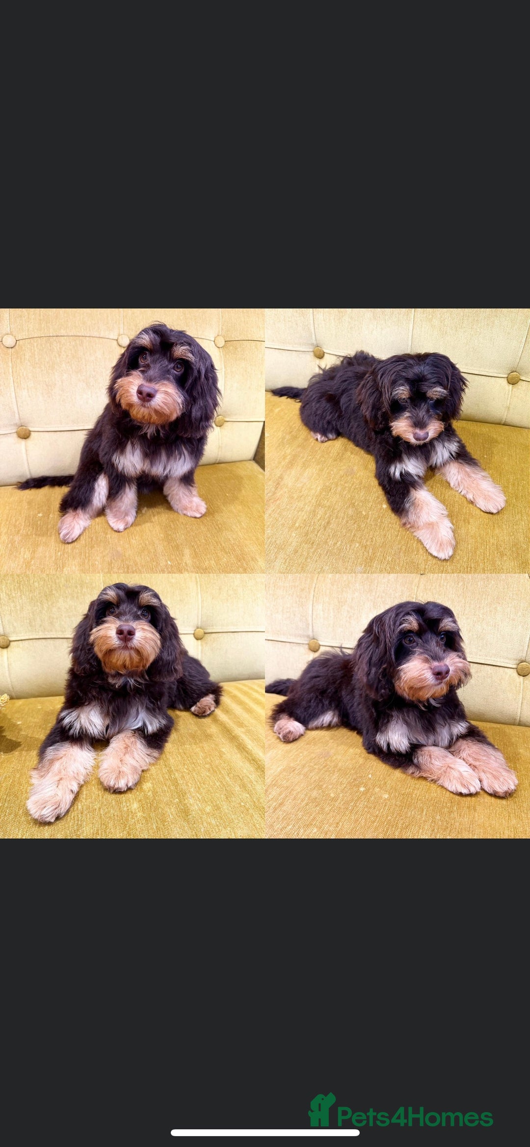 Toy Poodle dogs for stud: Percy KC Chocolate Phantom Toy Poodle Stud in Middlesbrough - Advert 5