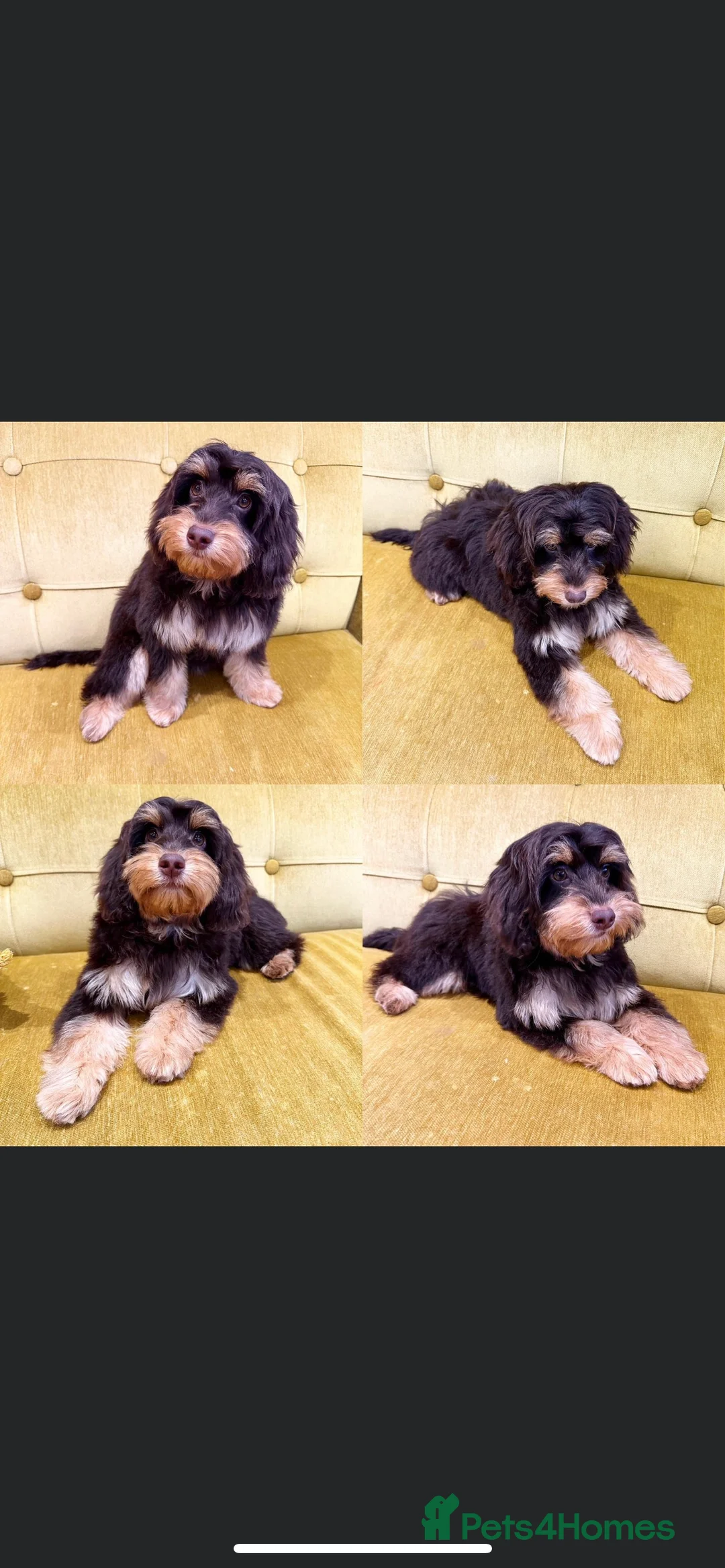 Toy Poodle dogs for stud: Percy KC Chocolate Phantom Toy Poodle Stud in Middlesbrough - Advert 5