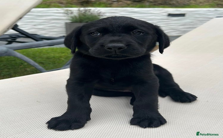 Labrador Retriever dogs - Advert 4